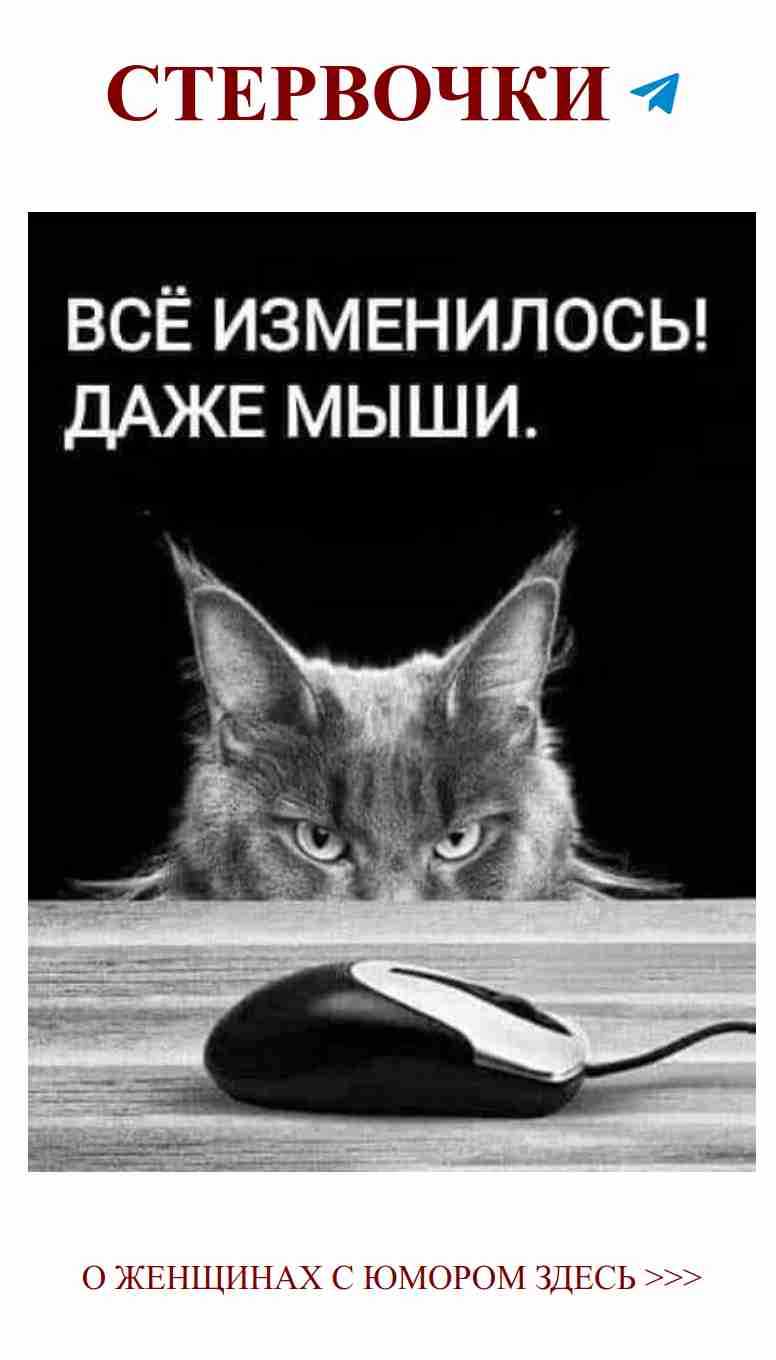 Кошачий юмор: За что коты любят компьютерные мыши