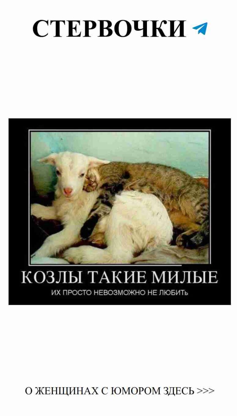 Кот на собаке: смешное сочетание любви и юмора