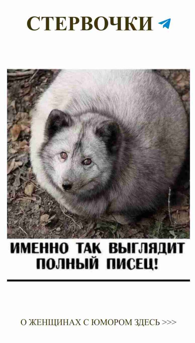 Собака, ждущая любви, как мы все ждем выходных