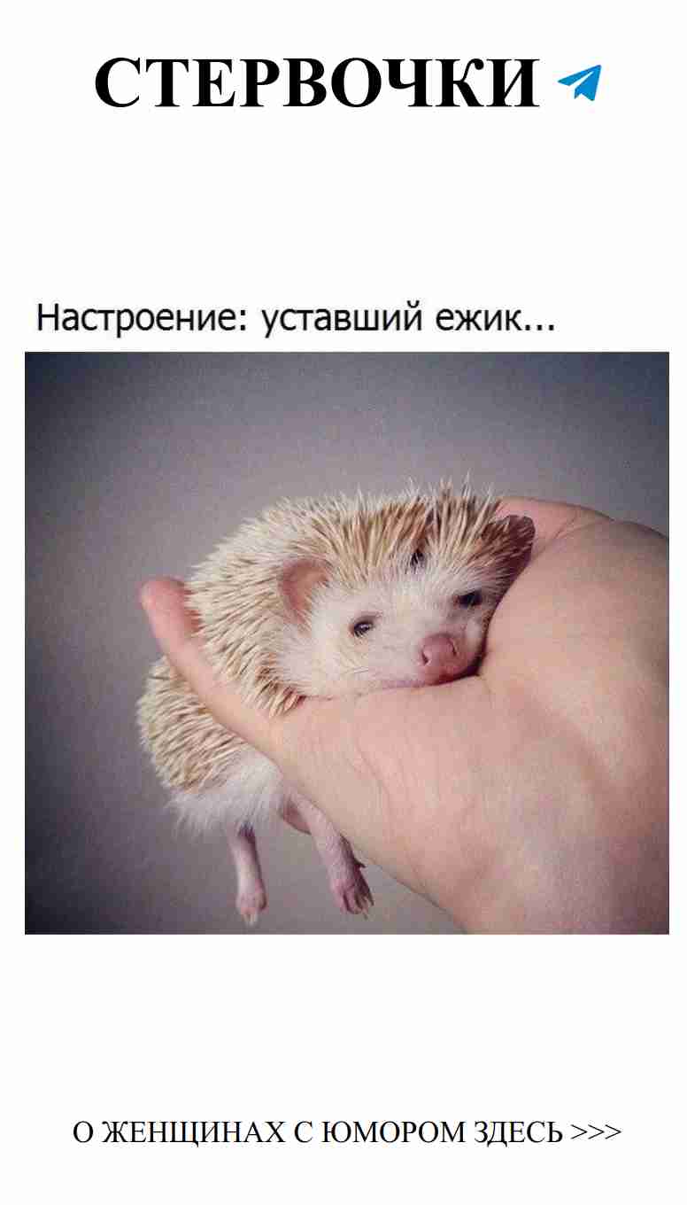 Когда любовь словно ёжик: пушистая и колючая