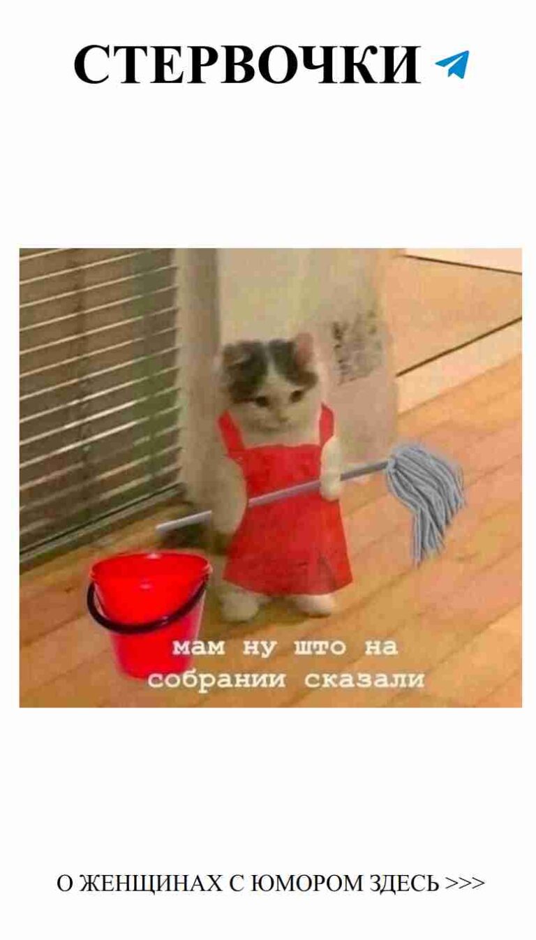 Кошачий рандеву: уборка с юмором и стилем