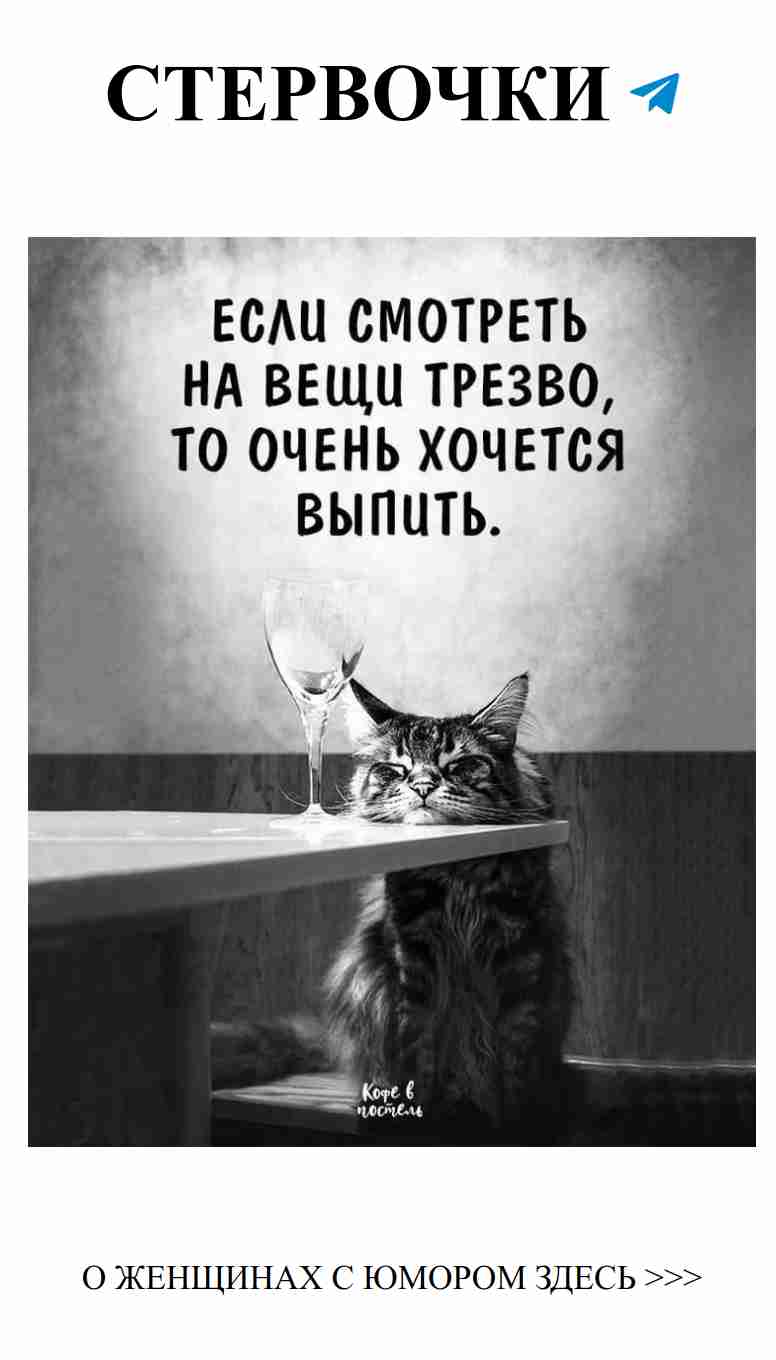 Кот с двумя бокалами на голове: просто любовь и юмор