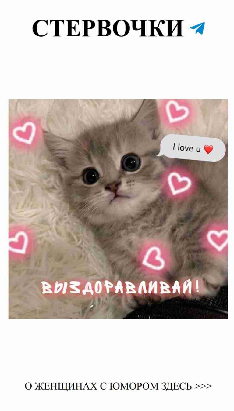 Милые котики и любовь: улыбнись с юмором!