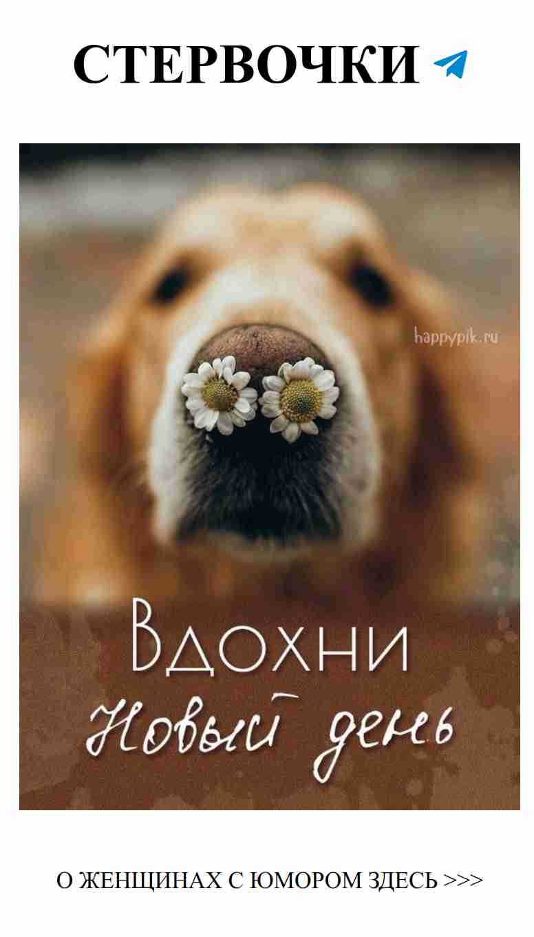 Собака с цветами поздравляет с Новым годом