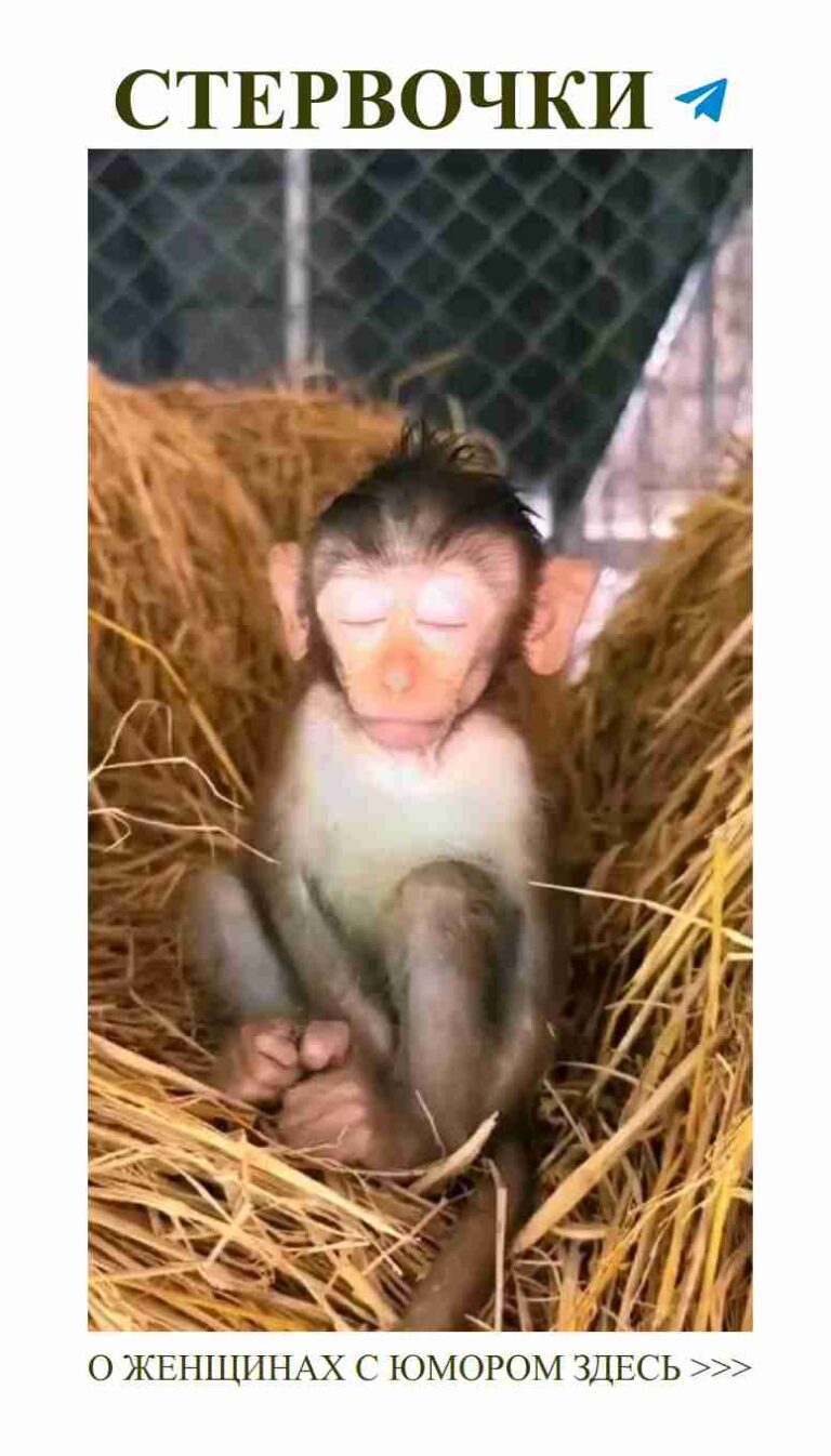 Маленький обезьянка, которая всегда поднимает настроение