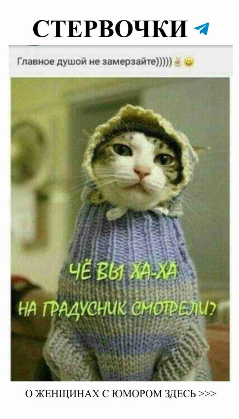 Кот в свитере и немного грустный: любовь – это сложно