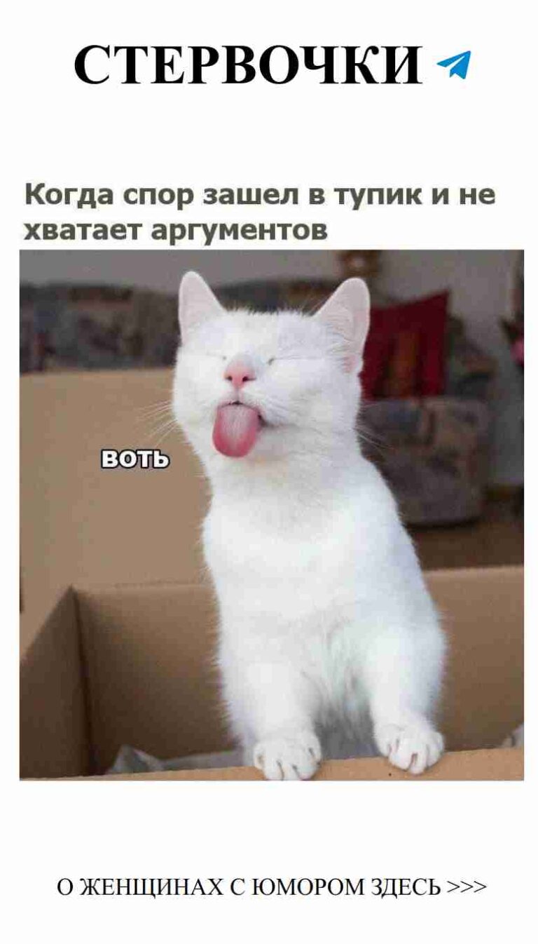 Когда любовь, а котики всегда с нами