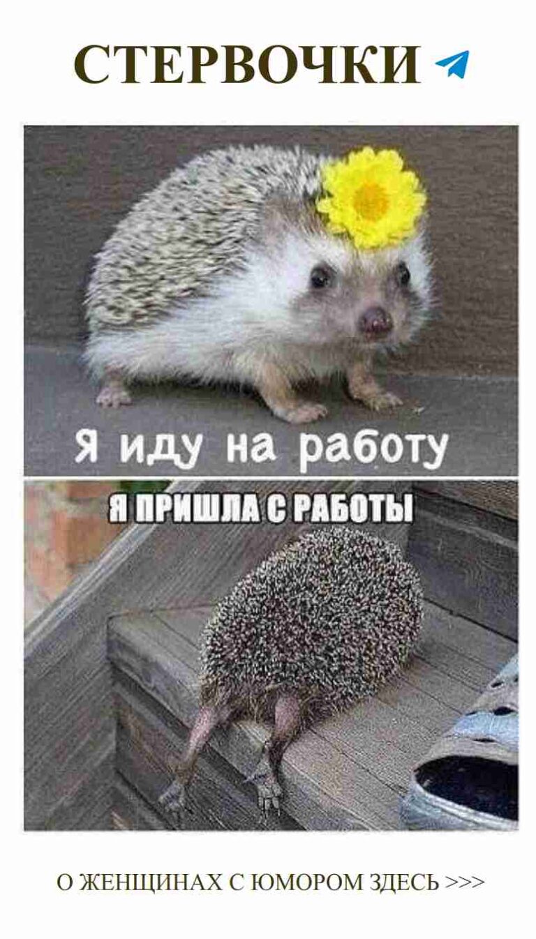 Смешной хедж с жёлтым цветком о любви и жизни