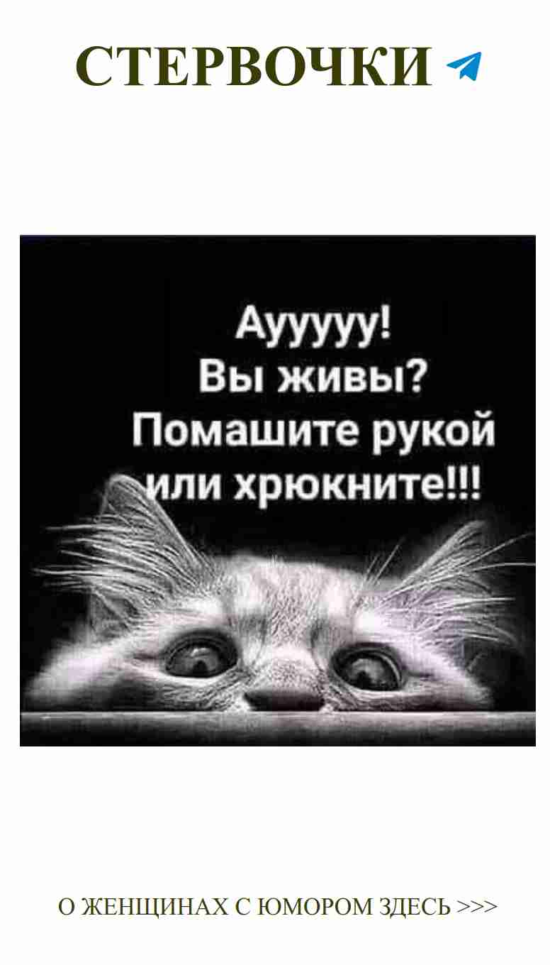 Когда коты дарят любовь и смех на день рождения