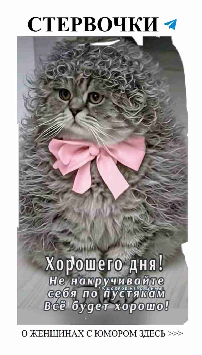 Котик в розовом бантике: лучшее поздравление для любимой