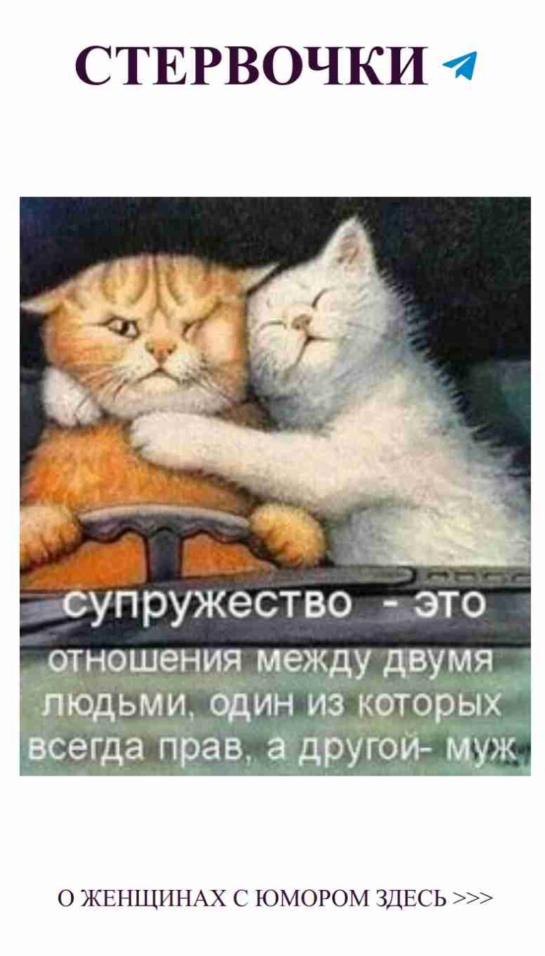 Коты обнимаются: любовь в каждом взгляде