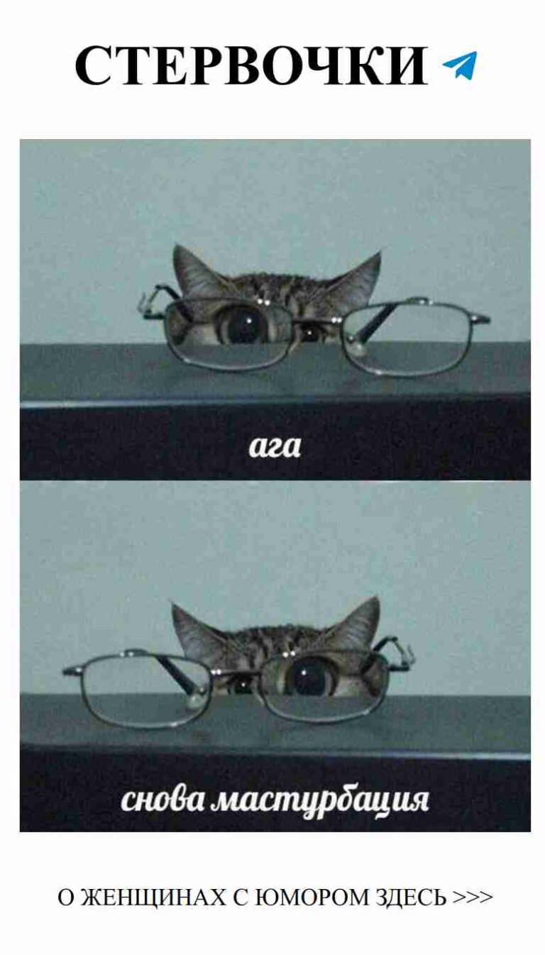 Коты в очках: смешные мемы о любви и дружбе