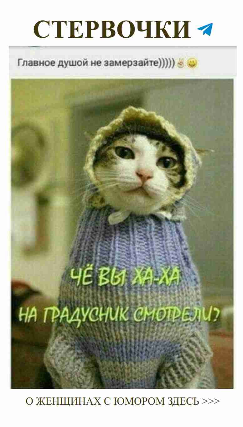 Котик в свитере: люблю, но у меня свои проблемы