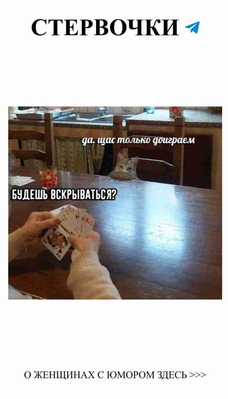 Кошки – лучшие подруги, а карты предсказывают любовь