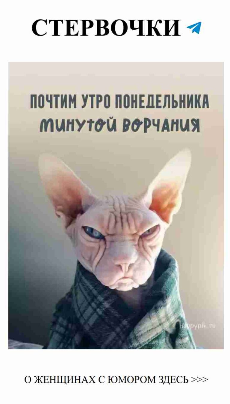 Улыбка лысого кота: счастье с шарфиком и добрый утро