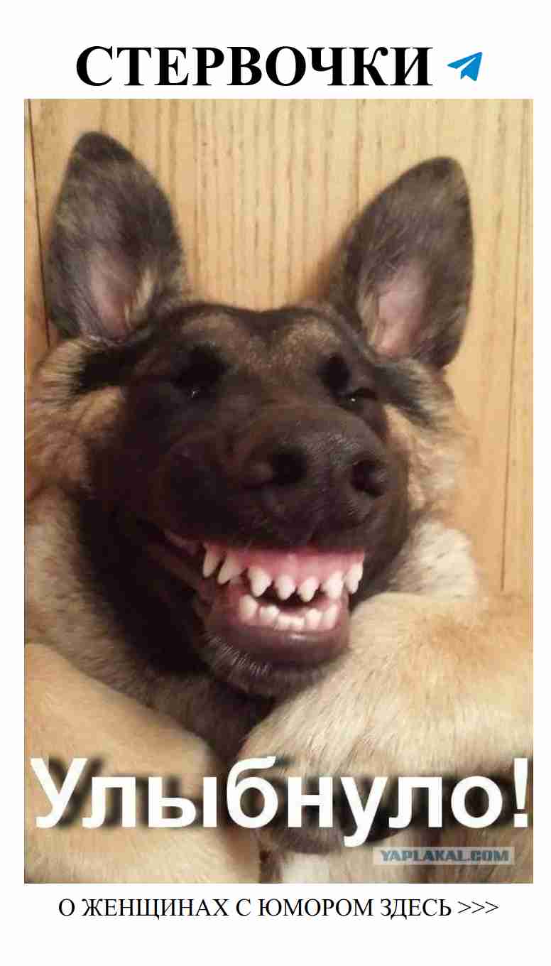 Утро доброе с собачками, которые дарят только радость