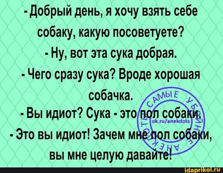 Добрый день, я хочу взять себе собаку, какую посоветуете? Ну, вот эта сука добрая. Чего сразу сука? Вроде хорошая собачка. Вы идиот? Сука это/ Это вы идиот! Зачем мнё – АйДаПрикол