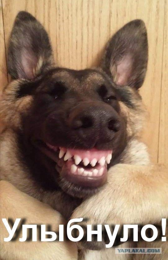 Смешные картинки с надписями – ЯПлакалъ
