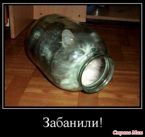 Котоюмор – 5