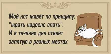 АНЕКДОТЫ ПРО КОТОВ — Самые смешные до слез (свежие)