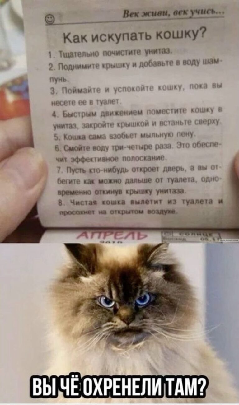 Так кошек и котов нельзя мучить!😡 Тем более чтобы просто их искупать😡