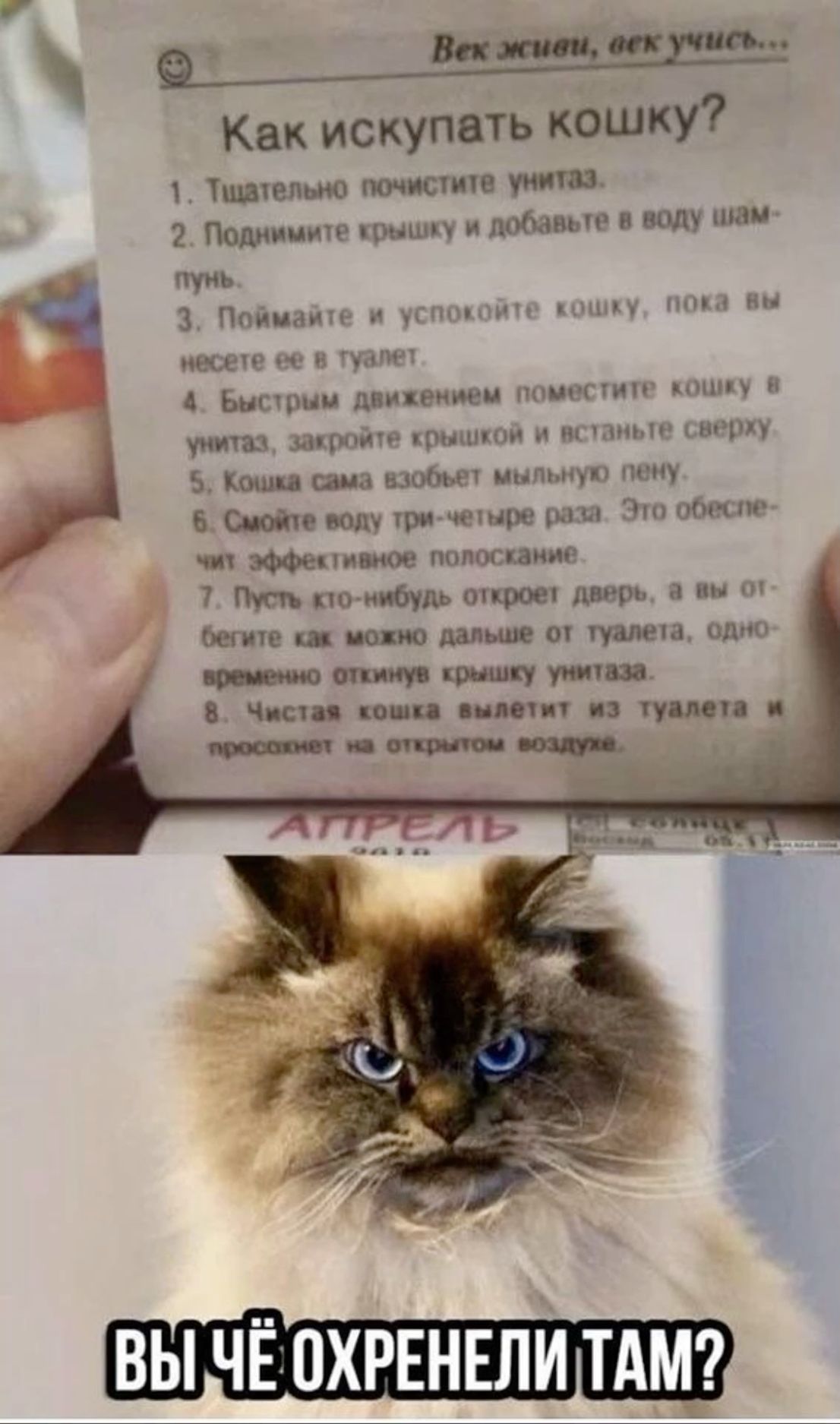 Так кошек и котов нельзя мучить!😡 Тем более чтобы просто их искупать😡