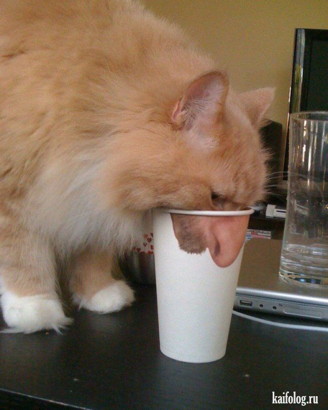 Коты и кошки (40 фото)