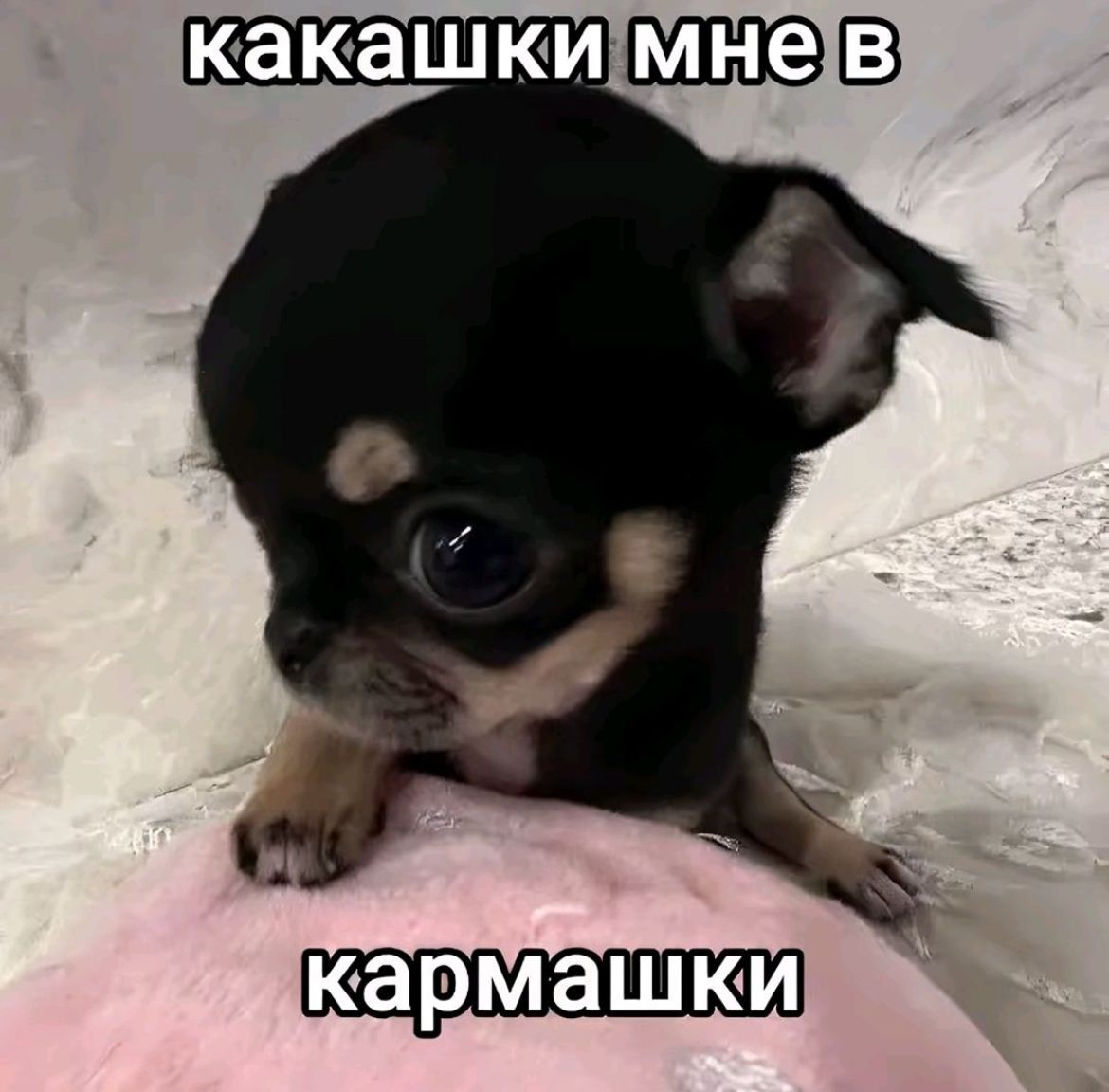 кокашки мне в кармашкээ