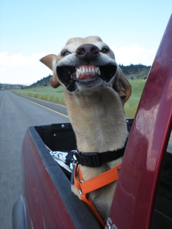 Dogs throwing their cares to the wind (29 Photos & GIFs)