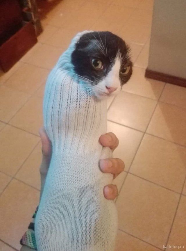 Cats in Silhouette: Striking and Dramatic Shots