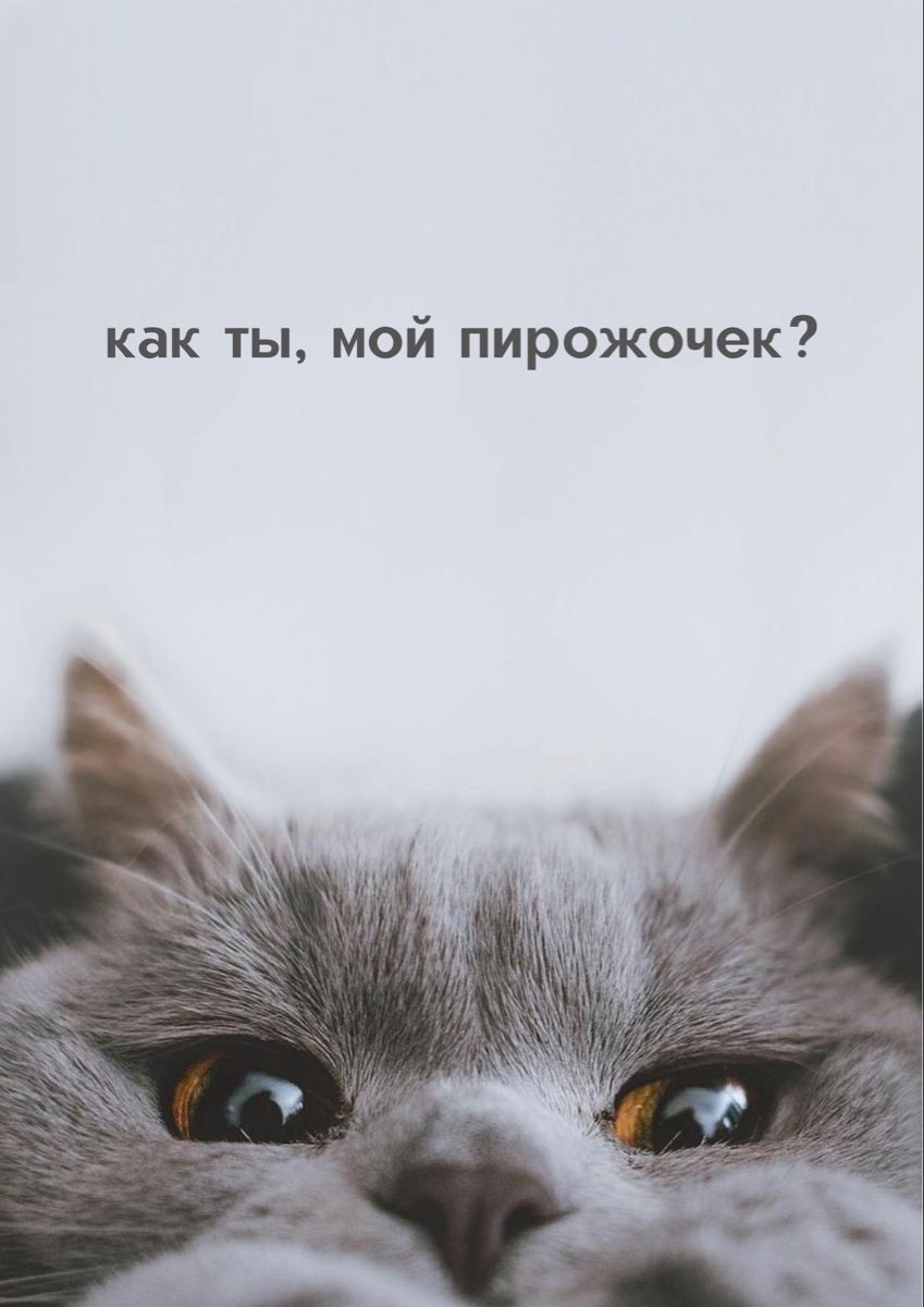 Милые фразы, милота, кот, котейка, пирожочек, мимими, эстетика