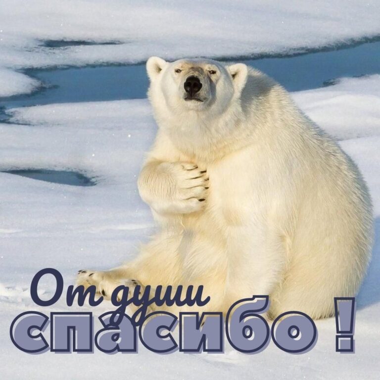 Открытки и прикольные картинки с красивыми пожеланиями и веселыми надписями