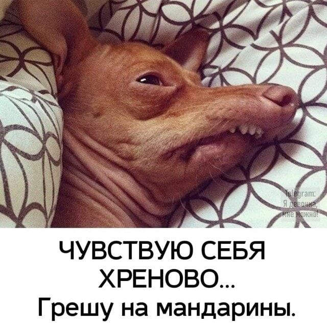 ЧУВСТВУЮ СЕБЯ ХРЕНОВО… Грешу на мандарины. – АйДаПрикол