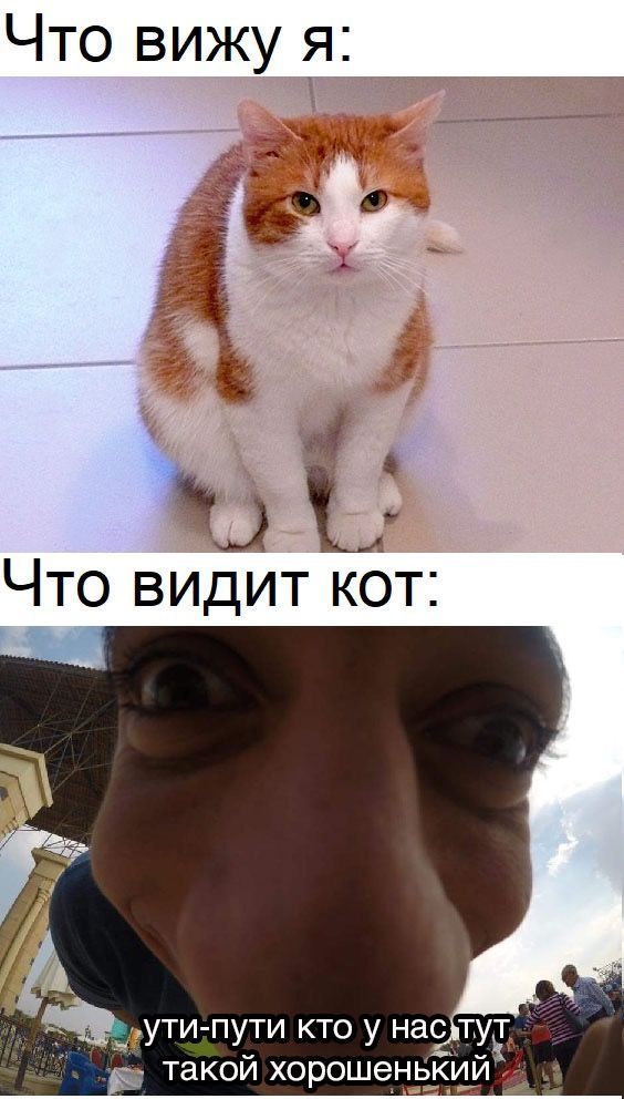 смешные открытки478