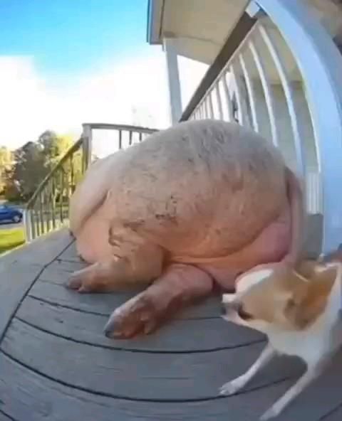 свинья против собаки. Путин комментирует