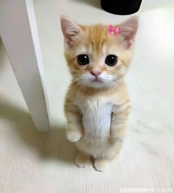 cat with bow