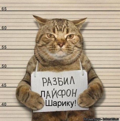 Смешные картинки с животными | Юмор