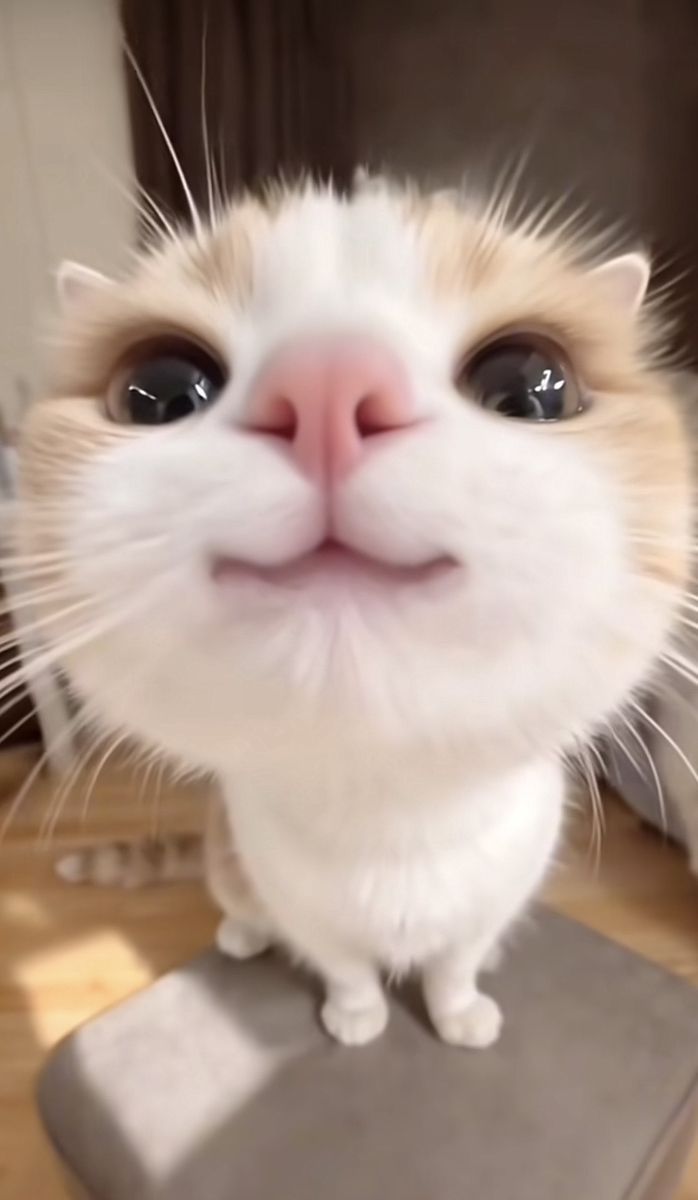 I love this cat so muchh😭😚✨