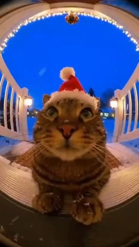 НОВЫЙ КОТ СТУЧИТСЯ В ДВЕРИ😁#ПОДПИСЫВАЙСЯ СТАВЬ ЛАЙК ПИШИ КОМЕНТ 👍🔥💯✌️😉🤘🫶😁