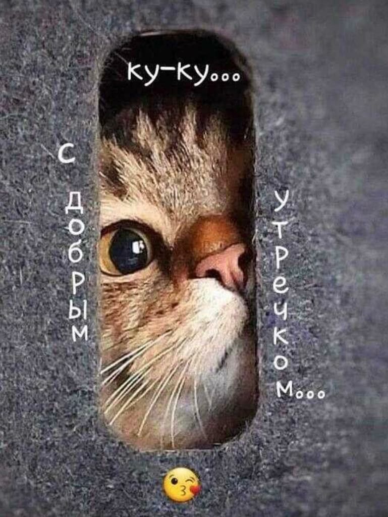 С добрым утречком!! 🐒