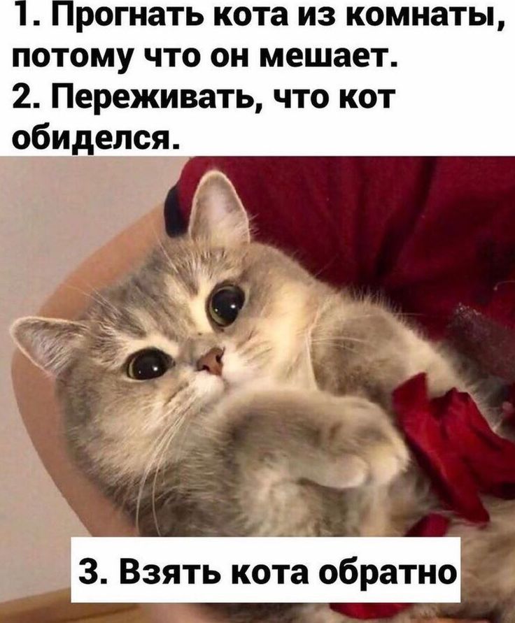 Russian cat humor