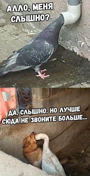 Специфический юмор