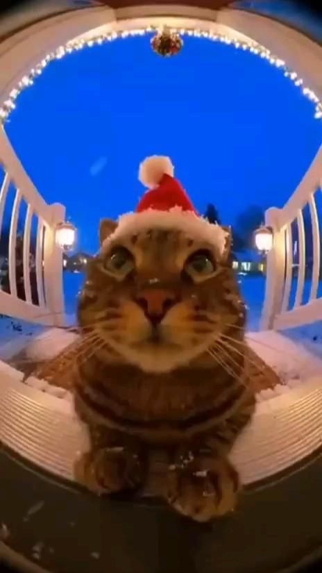 #описаниесъелэтоткот