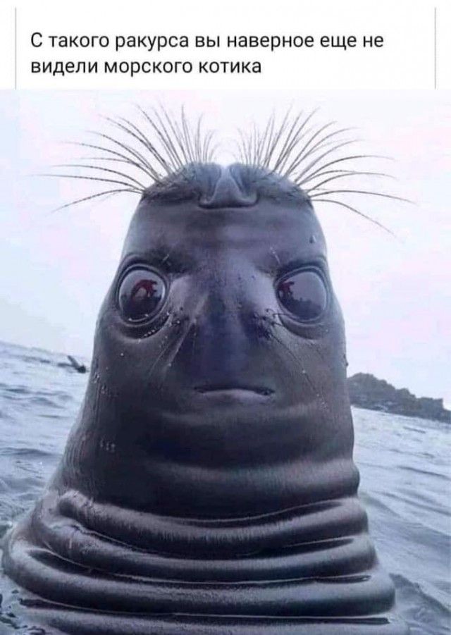 Разные картинки во вторник. С котами – ЯПлакалъ