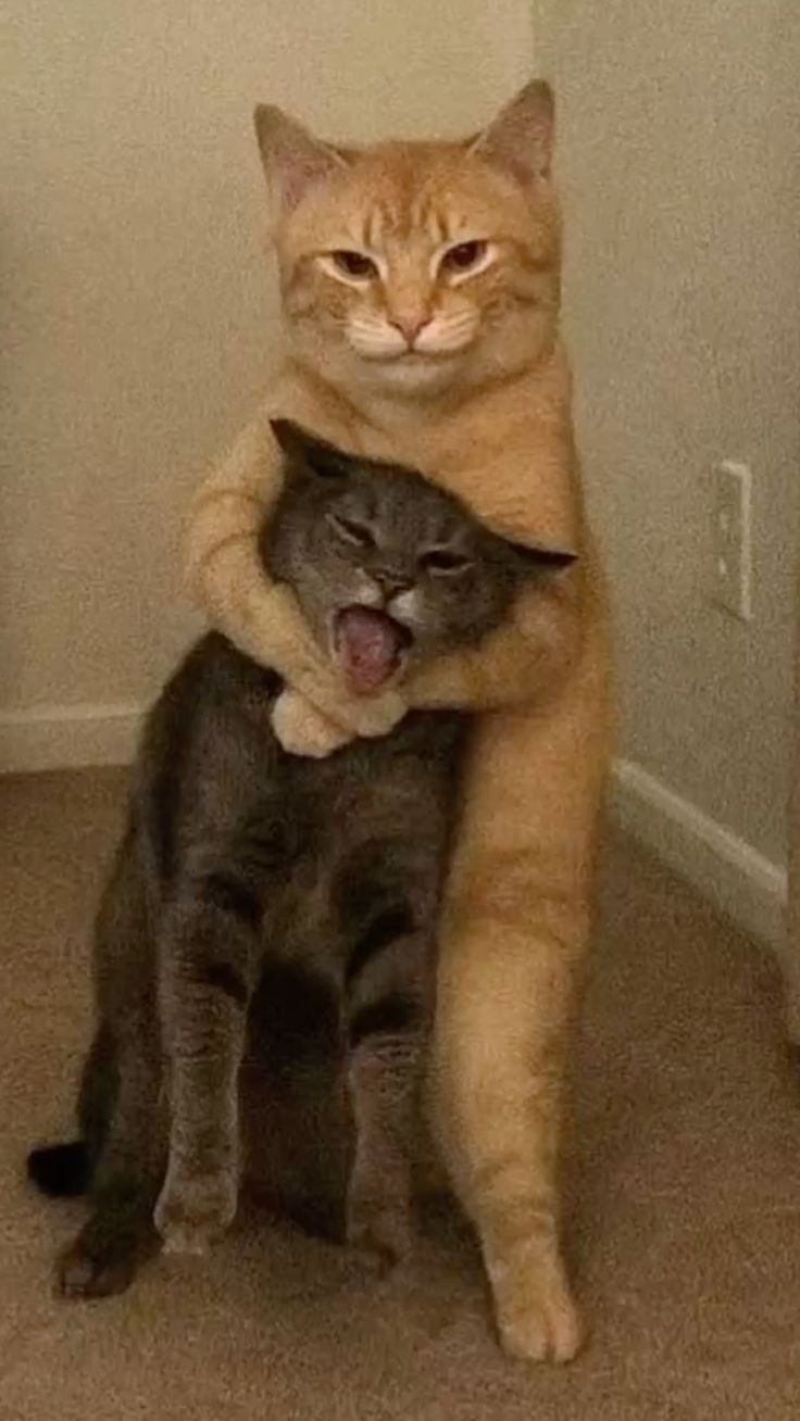 2 ta single badbakht