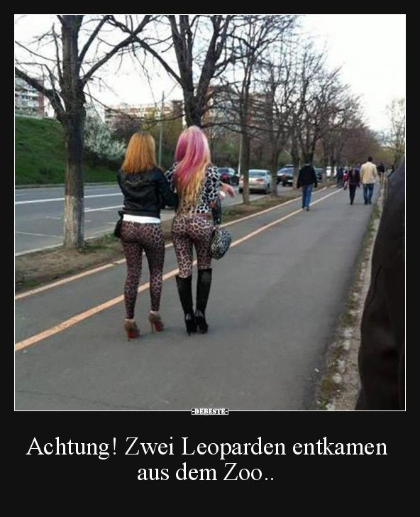 Achtung! Zwei Leoparden entkamen aus dem Zoo..