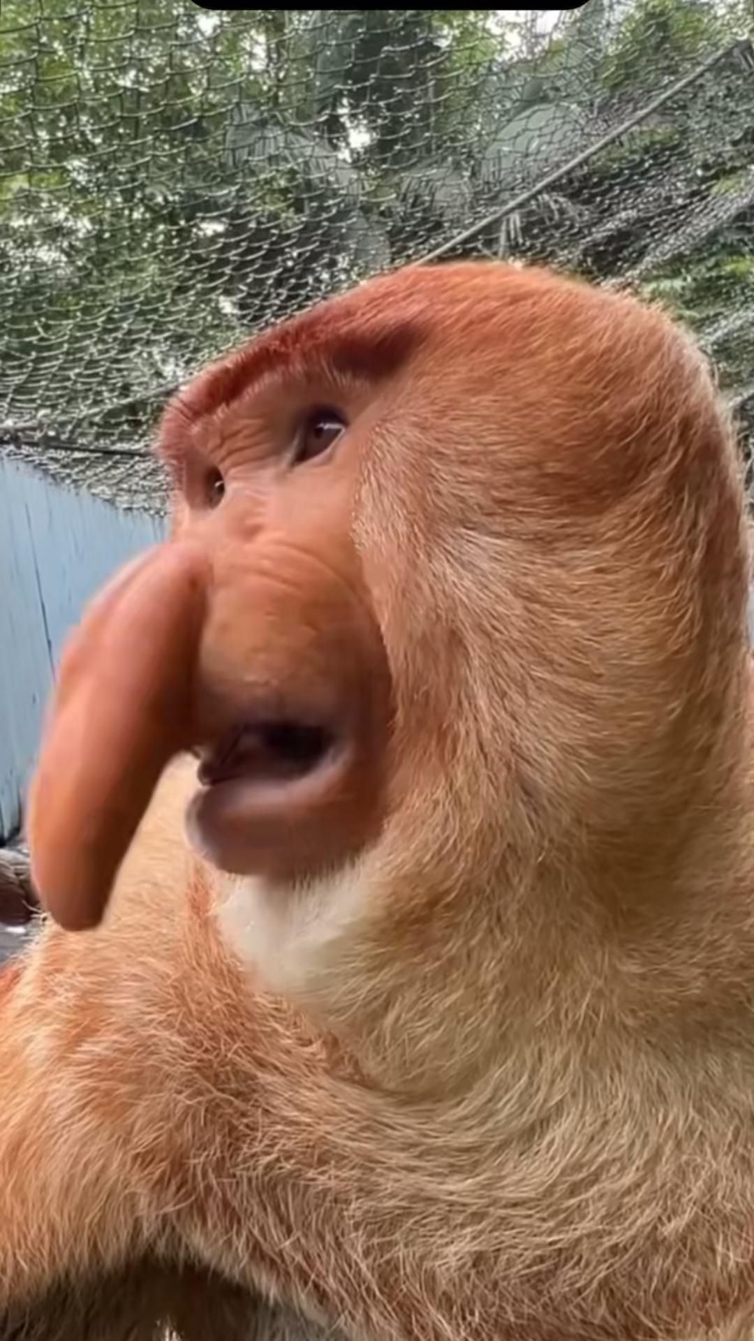 На кого похож красавчик?