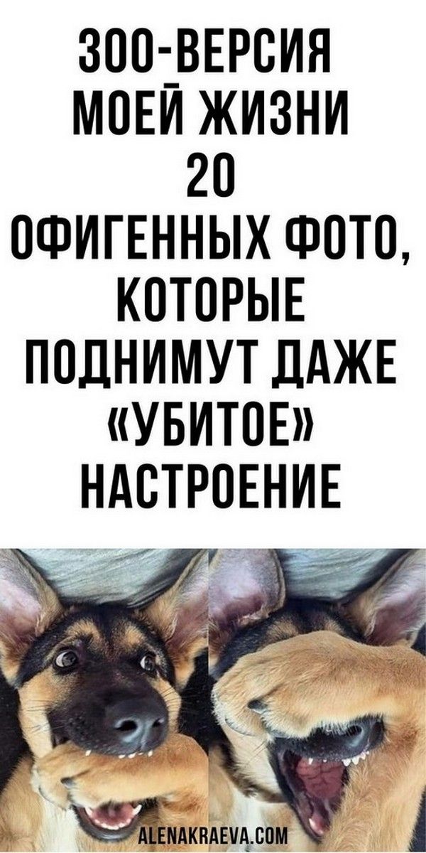 Зоо-версия моей жизни. 20 офигенных фото, которые поднимут даже «убитое» настроение, юмор | Магия