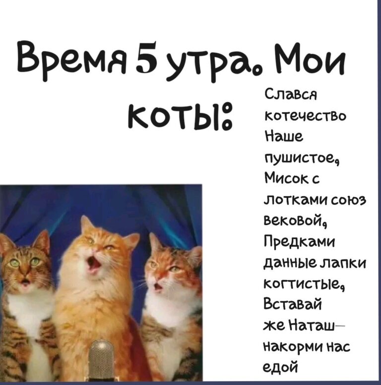 Время 5 утра. Мои коты:
