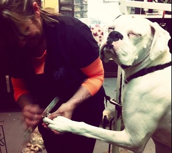 17 Pets Who Are Trying Not To Lose It On Nail Clipping Day